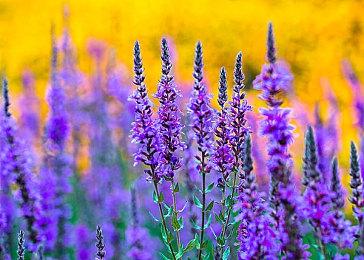 今天是《只狼：影逝二度》发售6周年